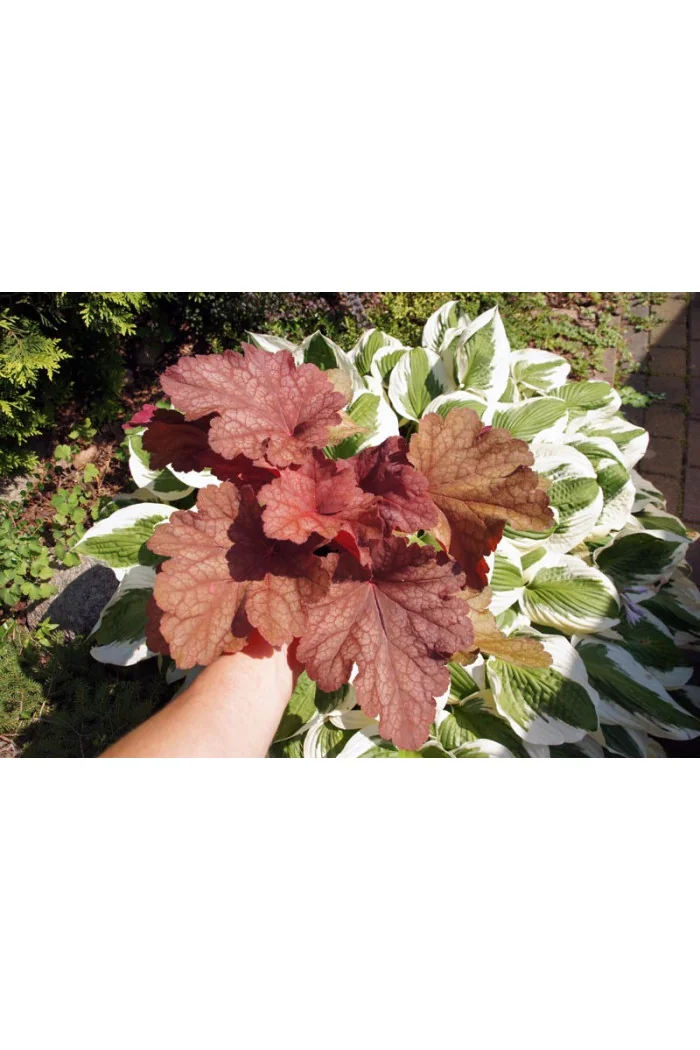 Żurawka 'Rio' | Heuchera