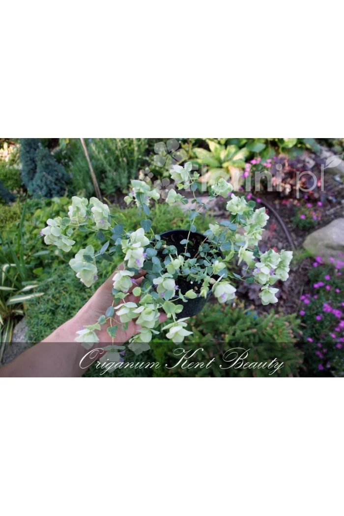 Oregano 'Kent Beauty' Origanum