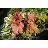 Żurawka 'Peach Flambe' Heuchera