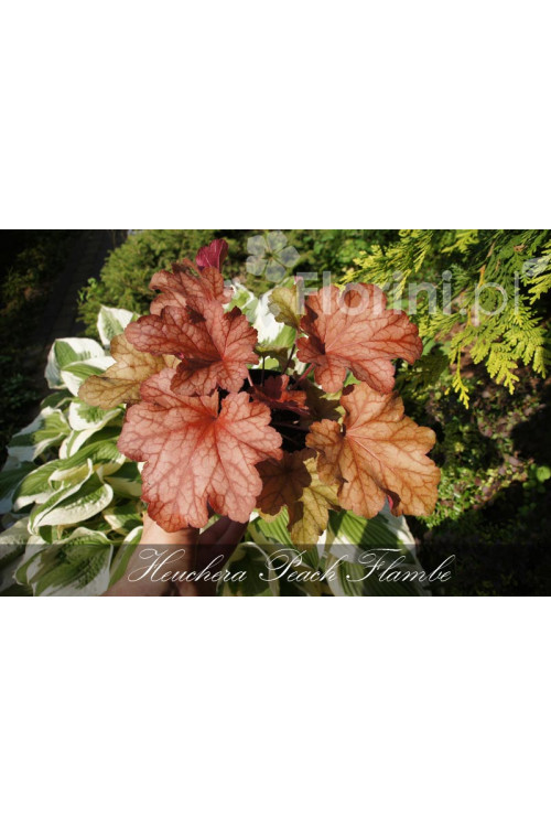 Żurawka 'Peach Flambe' Heuchera