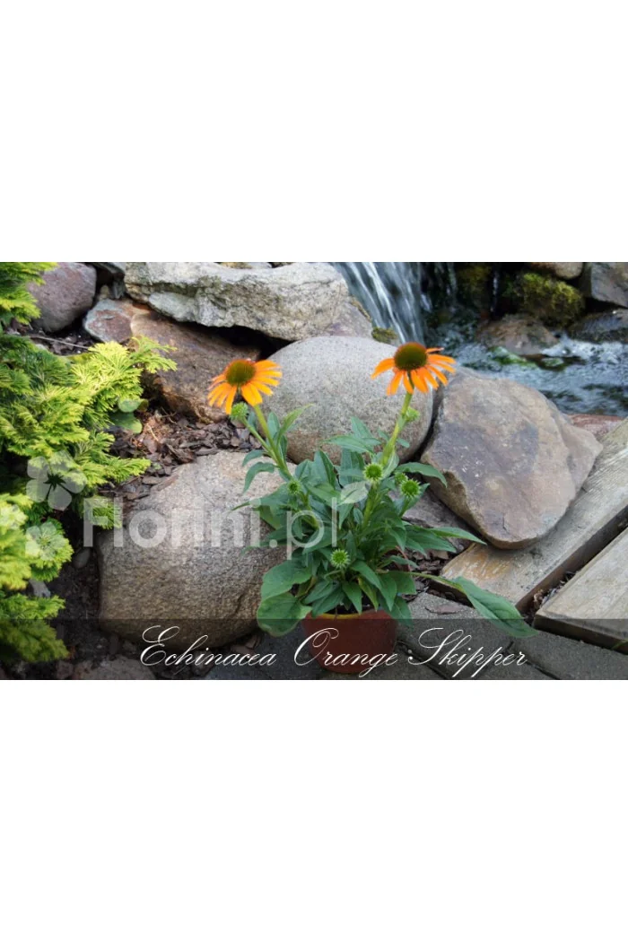 Jeżówka 'Orange Skipper' | Echinacea