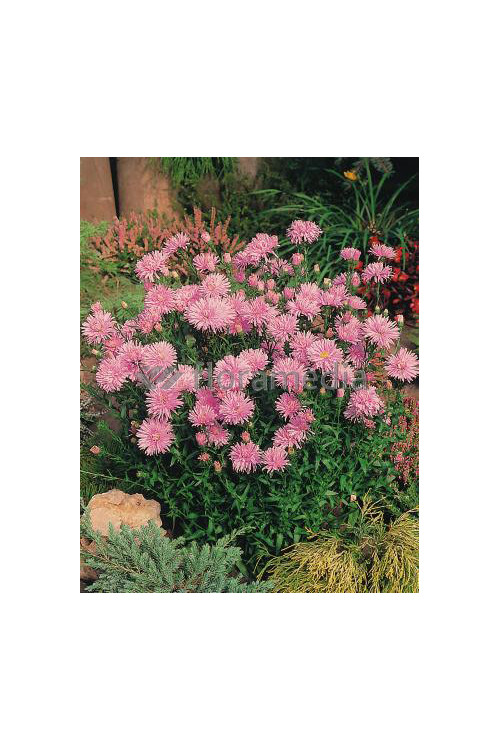 Aster nowobelgijski 'Fellowship' | Aster novi-belgii