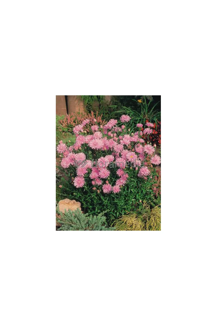 Aster nowobelgijski 'Fellowship' | Aster novi-belgii