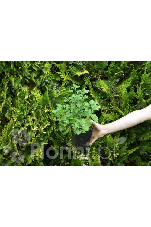 Złocień arktyczny 'Roseum' | Arctanthemum arcticum