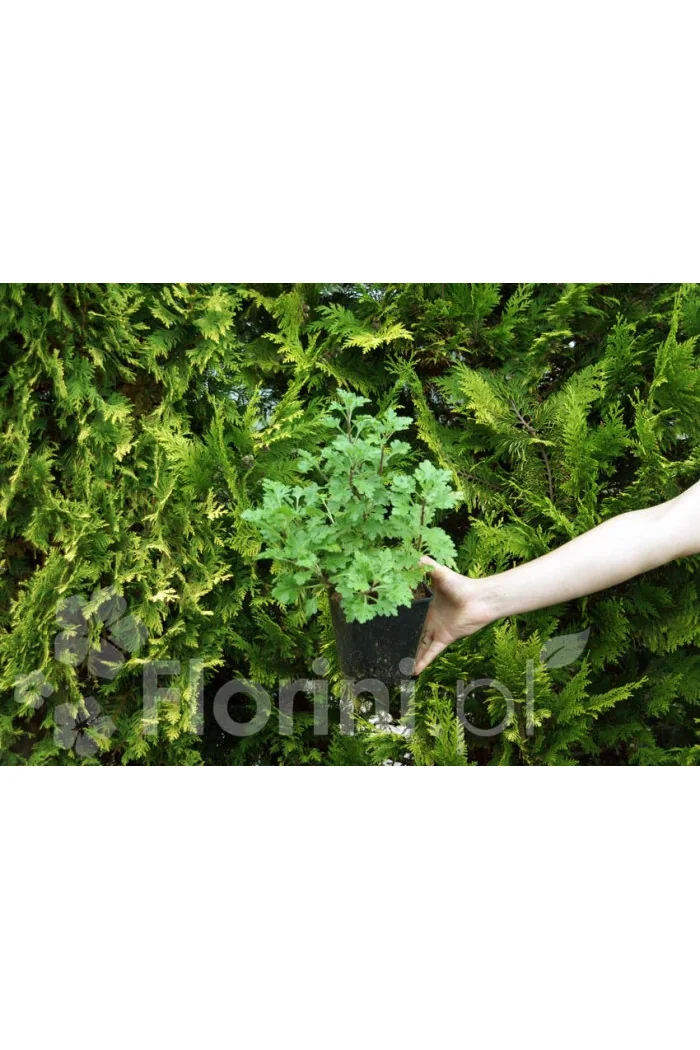 Złocień arktyczny 'Roseum' | Arctanthemum arcticum