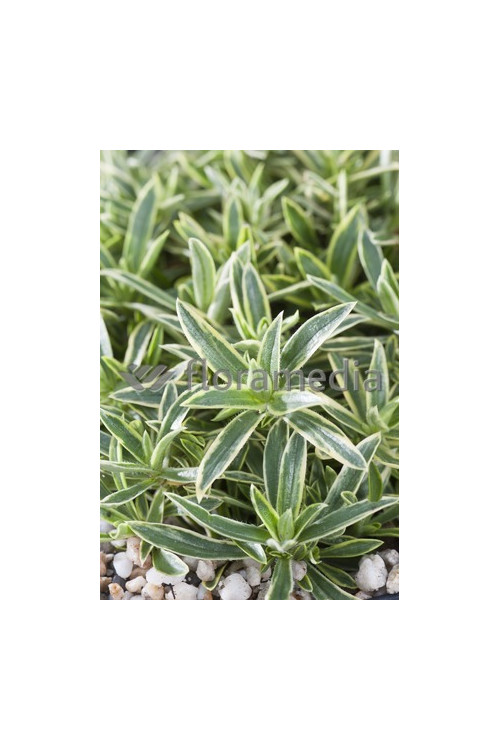 Floks wdzięczny 'Variegata' Phlox amoena