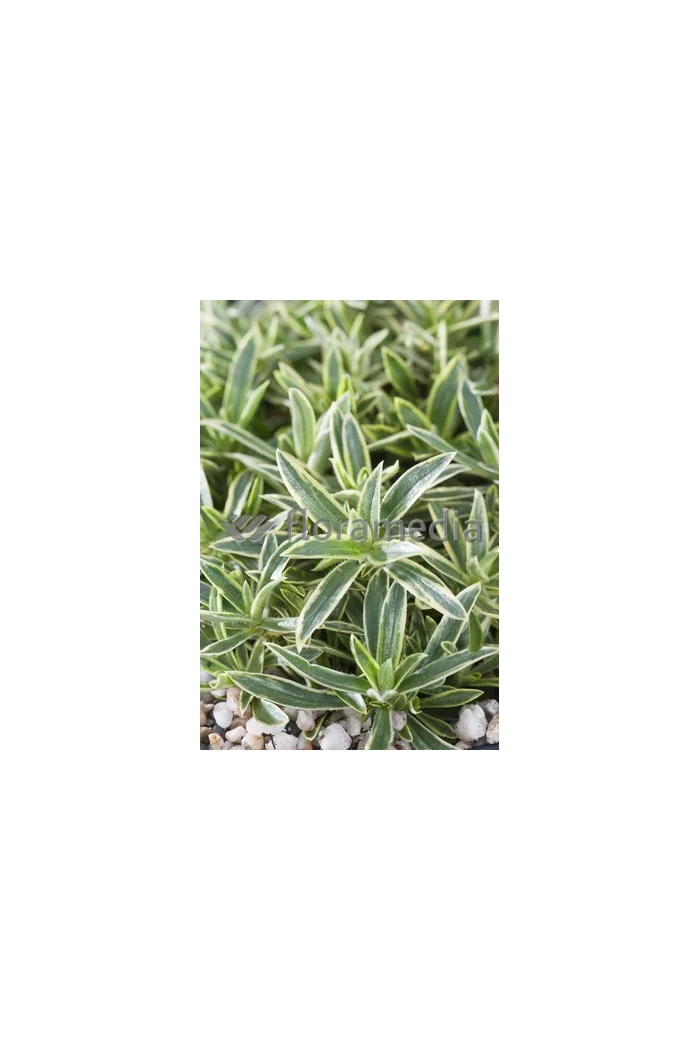 Floks wdzięczny 'Variegata' Phlox amoena