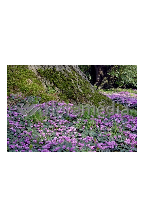 Cyklamen 'Amaze Me Pink' Cyclamen hederifolium