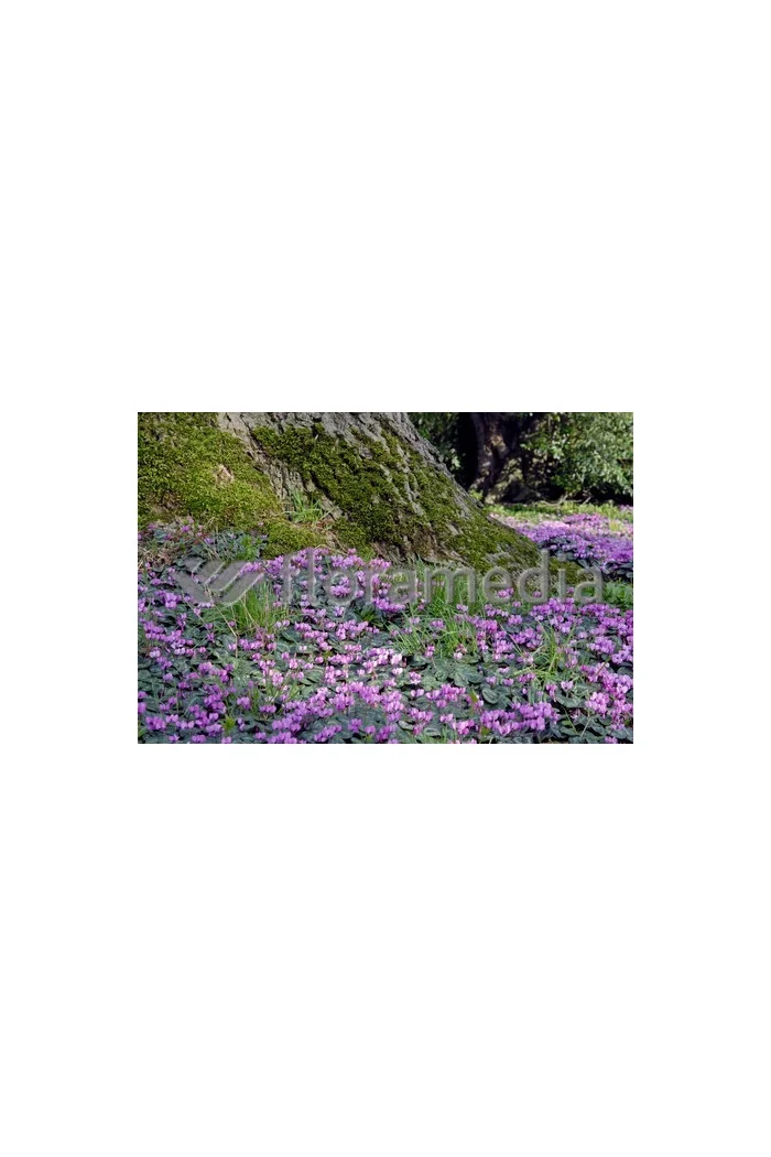 Cyklamen 'Amaze Me Pink' Cyclamen hederifolium