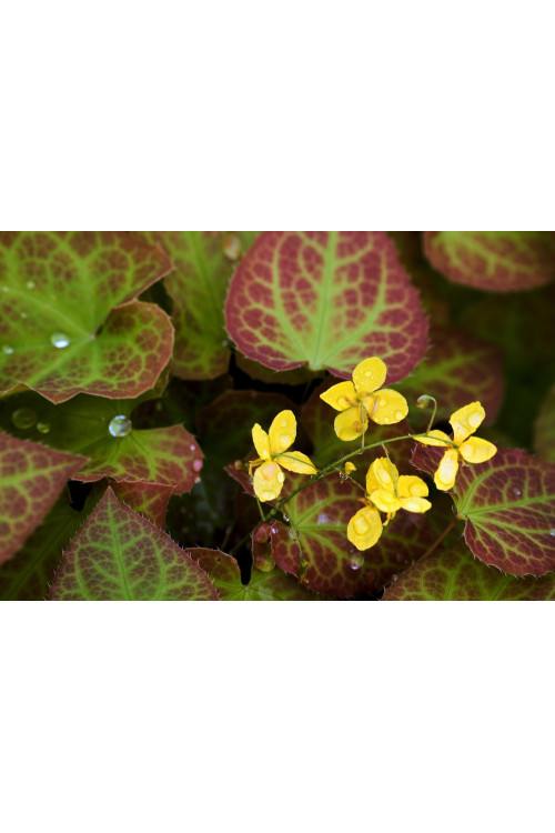 Epimedium 'Frohnleiten' | Epimedium perralchicum