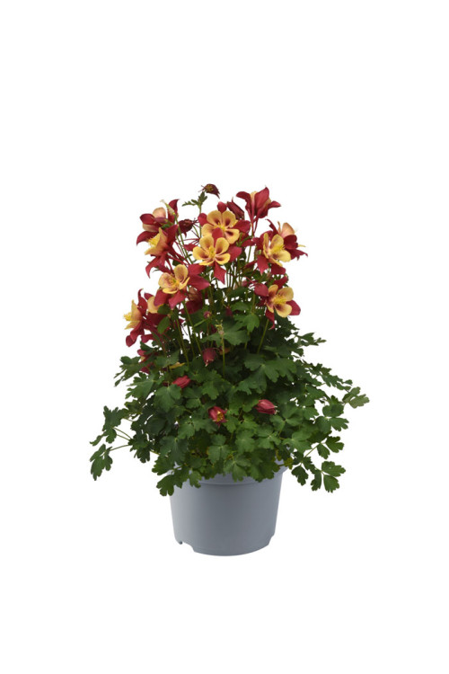 Orlik błękitny 'EarlyBird Red Yellow' | Aquilegia