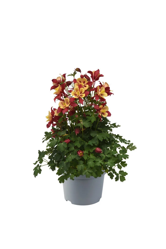 Orlik błękitny 'EarlyBird Red Yellow' | Aquilegia