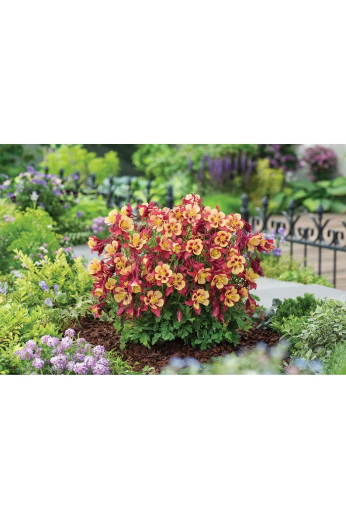 Orlik błękitny 'EarlyBird Red Yellow' | Aquilegia