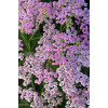 krwawnik, achillea, krwawnik wiązówkowaty, Krwawnik wiązówkowaty Lilac Beauty, krwawnik Lilac Beauty