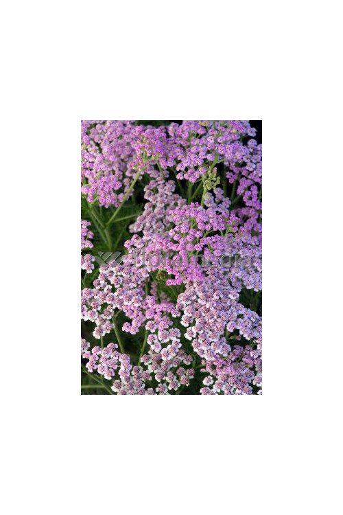 krwawnik, achillea, krwawnik wiązówkowaty, Krwawnik wiązówkowaty Lilac Beauty, krwawnik Lilac Beauty