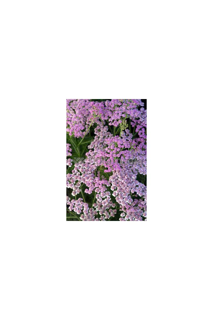 krwawnik, achillea, krwawnik wiązówkowaty, Krwawnik wiązówkowaty Lilac Beauty, krwawnik Lilac Beauty