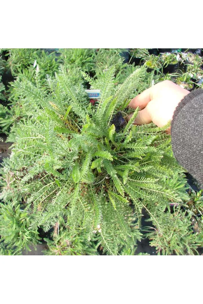 krwawnik, achillea, krwawnik wiązówkowaty, Krwawnik wiązówkowaty Lilac Beauty, krwawnik Lilac Beauty