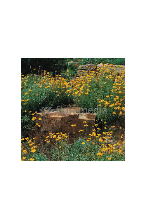 Rumian Marschalla, Anthemis marschalliana, roślina na skalniak