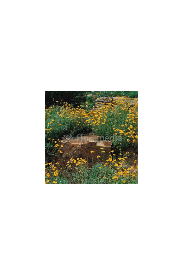 Rumian Marschalla, Anthemis marschalliana, roślina na skalniak