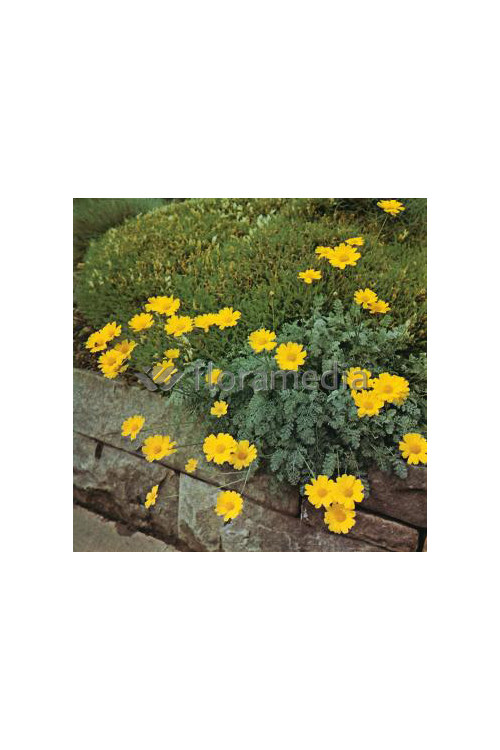 Rumian Marschalla, Anthemis marschalliana, roślina na skalniak