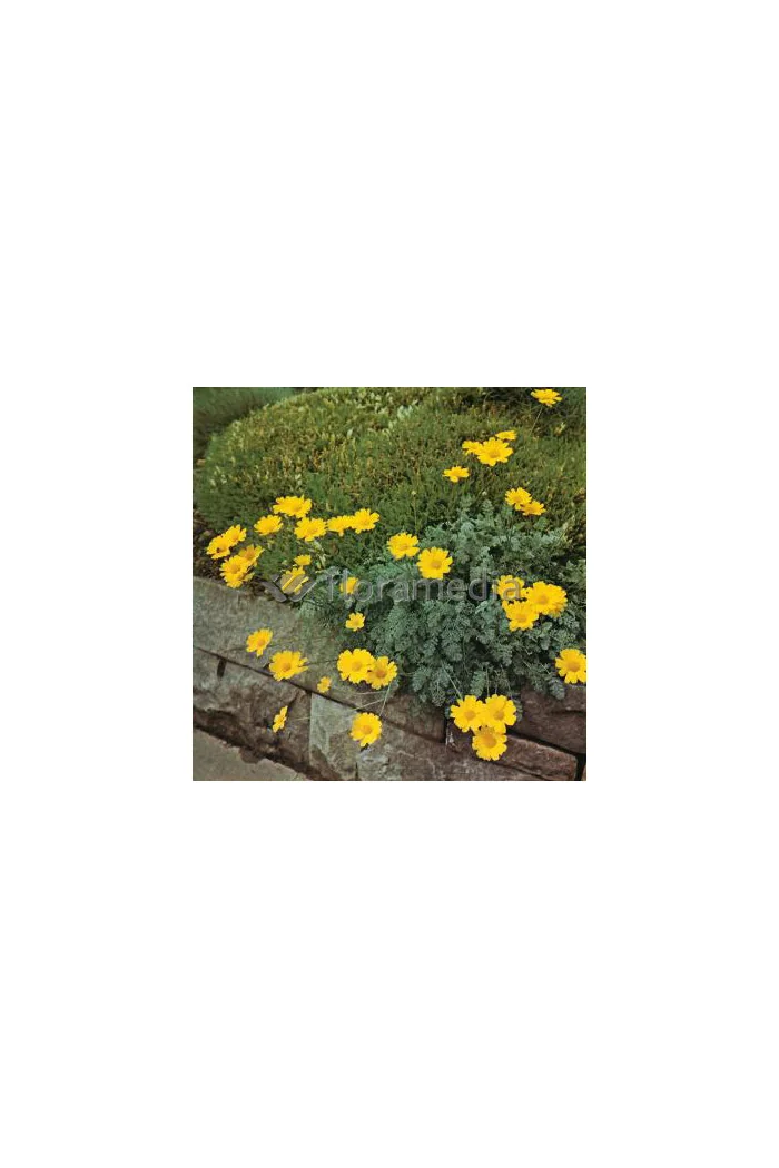 Rumian Marschalla, Anthemis marschalliana, roślina na skalniak