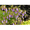 Dzwonek 'Summertime Blues' Campanula