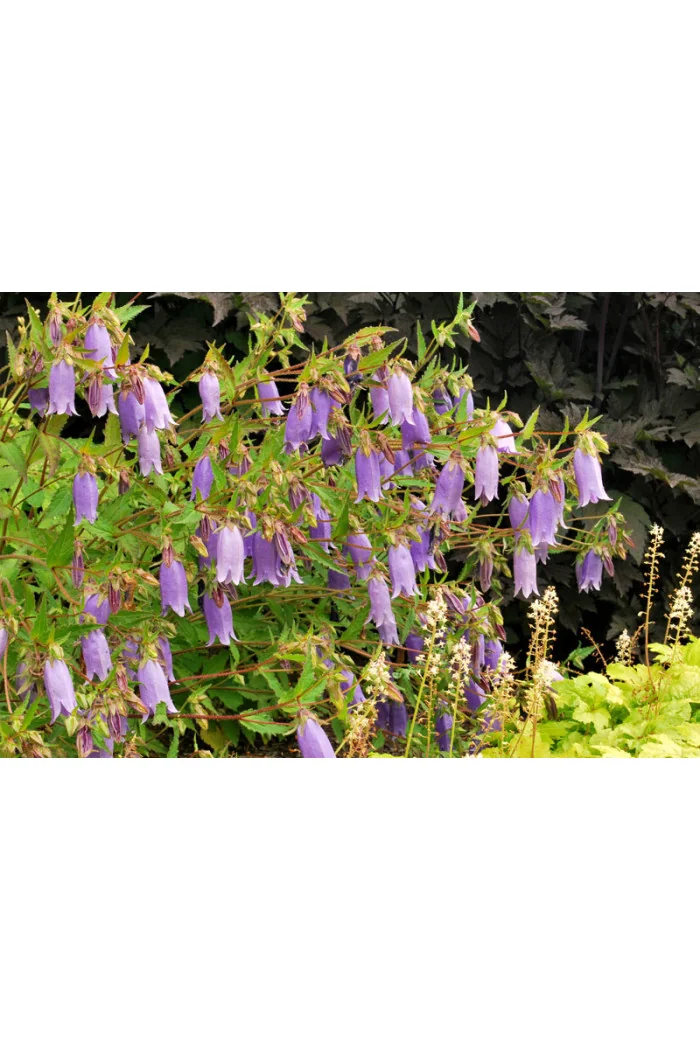 Dzwonek 'Summertime Blues' Campanula