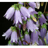 Dzwonek 'Summertime Blues' Campanula