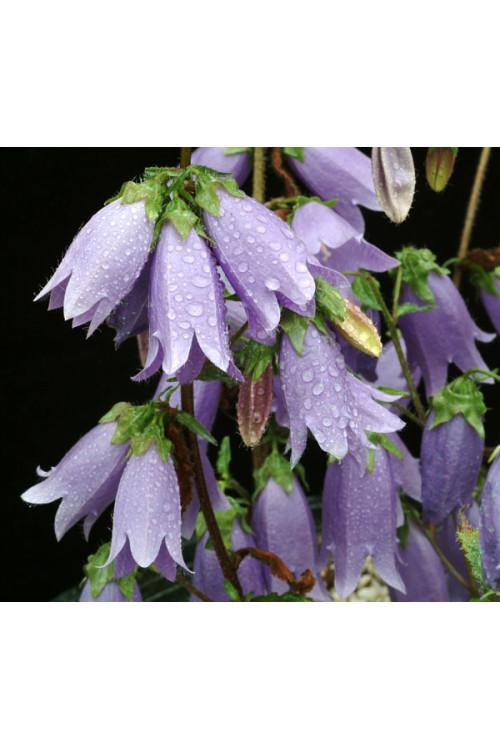 Dzwonek 'Summertime Blues' Campanula