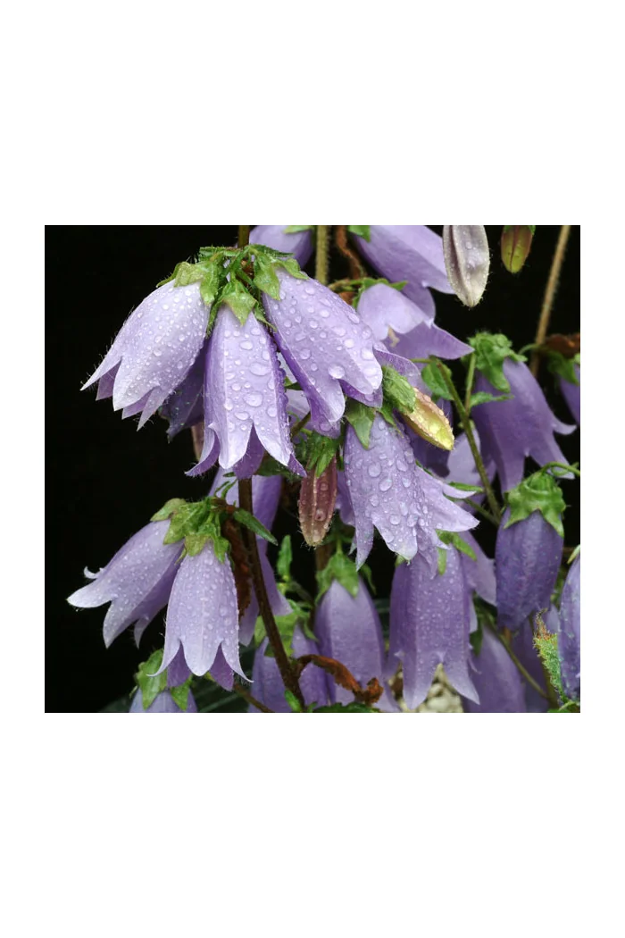 Dzwonek 'Summertime Blues' Campanula