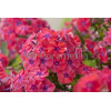 Floks wiechowaty 'Coral Flame' | Phlox panniculata