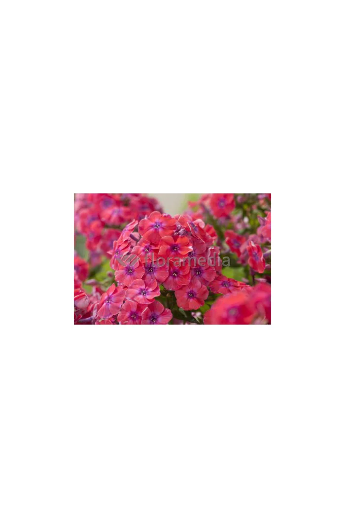 Floks wiechowaty 'Coral Flame' | Phlox panniculata