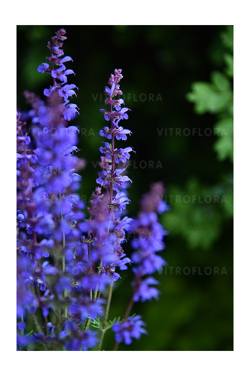 Szałwia omszona 'Carina' | Salvia x hybrida