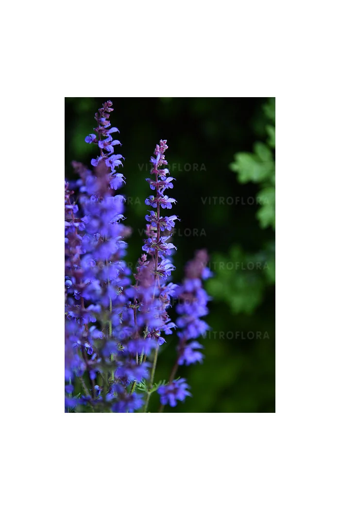 Szałwia omszona 'Carina' | Salvia x hybrida