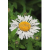Złocień wielki Lacrosse, Leucanthemum x superbum