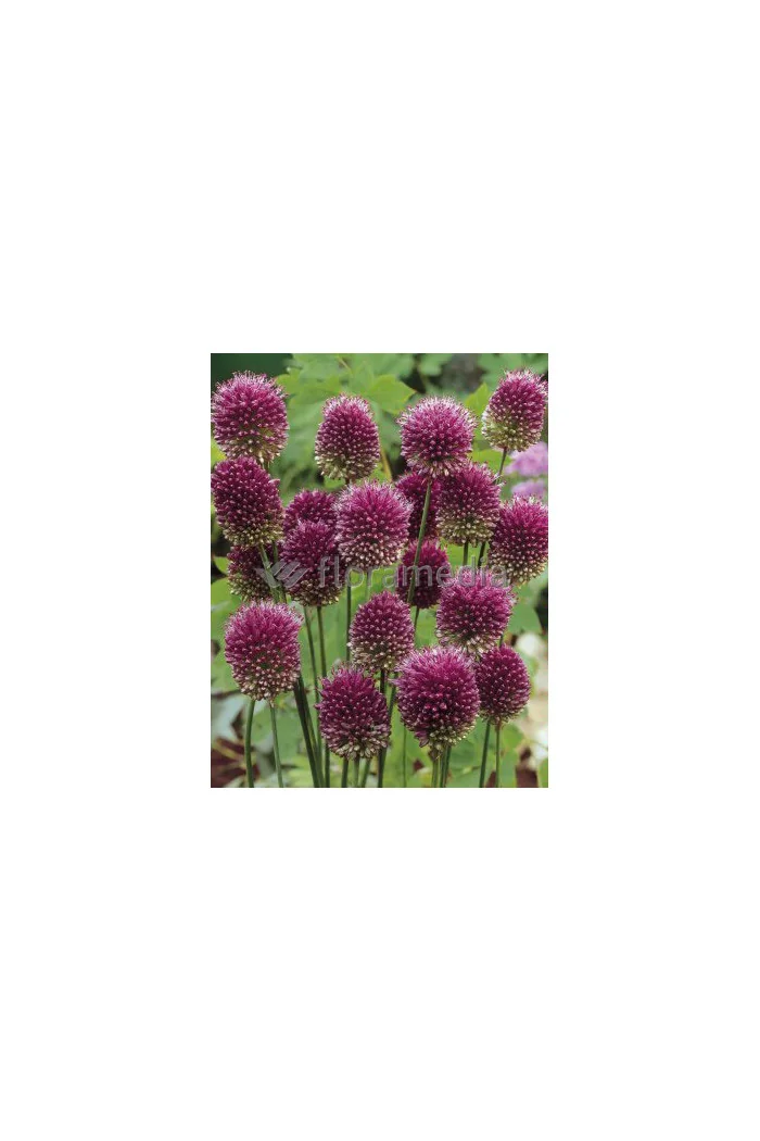 Czosnek główkowaty, Allium