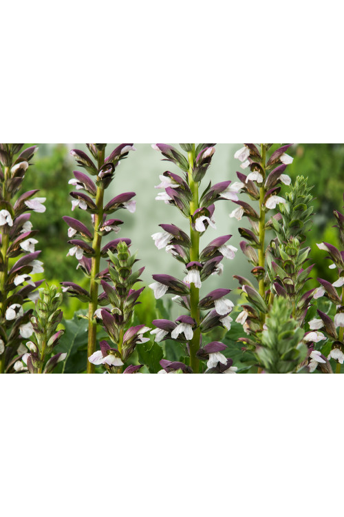 Akant Acanthus mollis