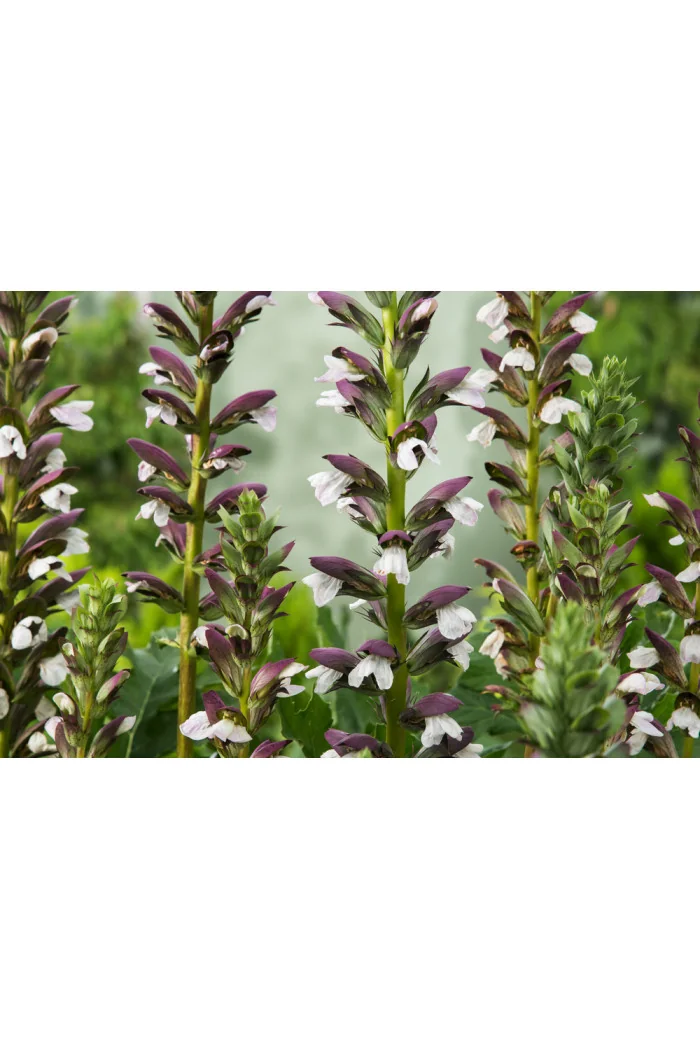 Akant Acanthus mollis