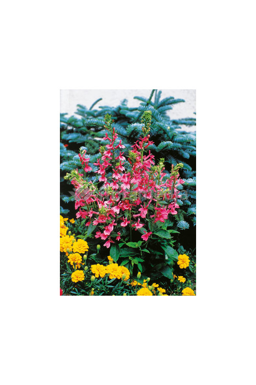 Lobelia okazała Fan Salmon, Lobelia speciosa