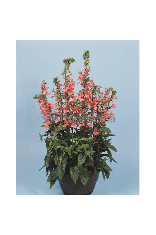 Lobelia okazała Fan Salmon, Lobelia speciosa