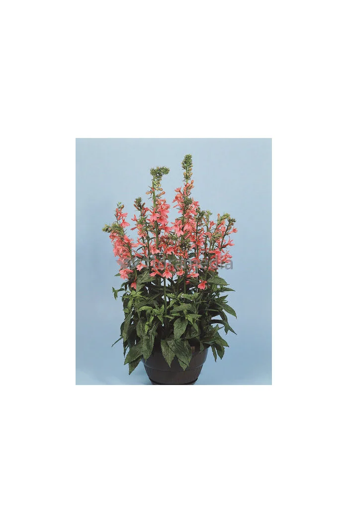 Lobelia okazała Fan Salmon, Lobelia speciosa