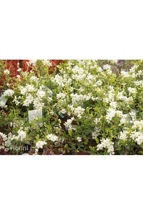 Obiela mieszańcowa 'Niagara' Exochorda macrantha