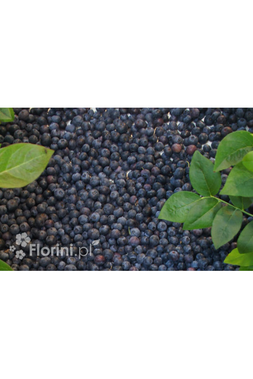 Borówka wysoka (amerykańska) 'Bonus' | Vaccinium corymbosum