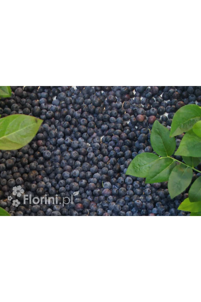 Borówka wysoka (amerykańska) 'Bonus' | Vaccinium corymbosum