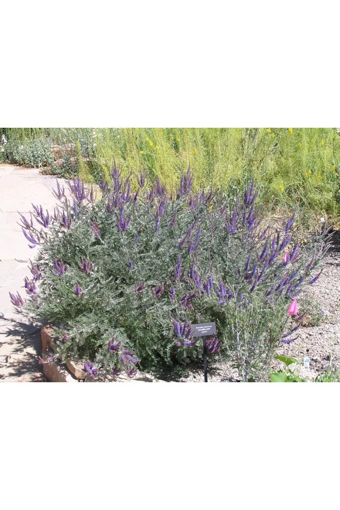 Amorfa (indygowiec) szara | Amorpha canescens