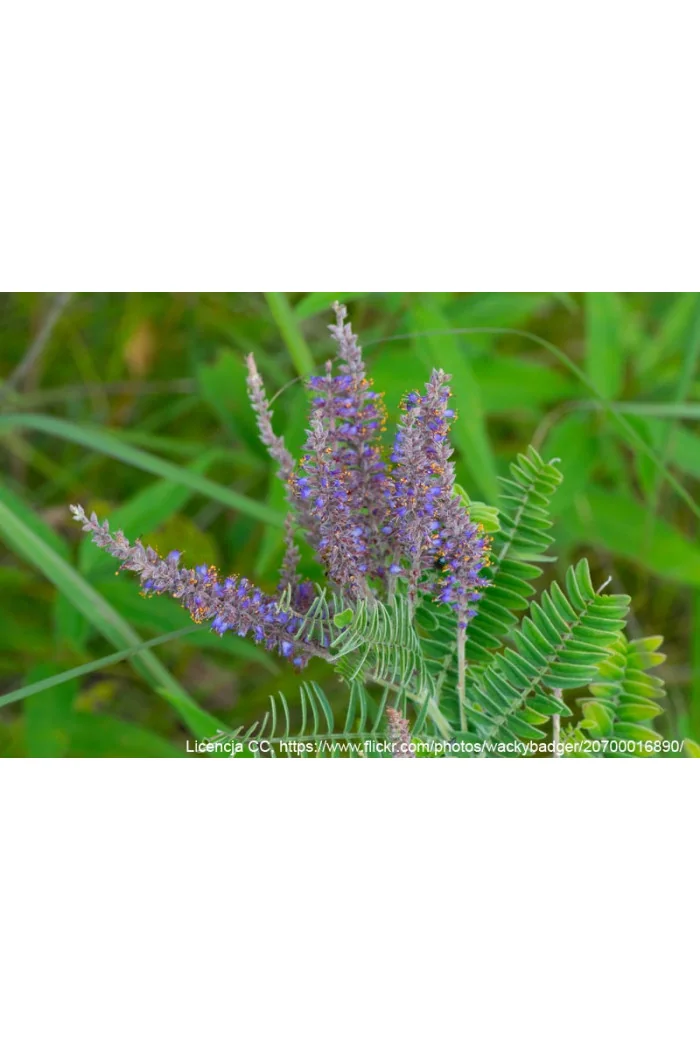 Amorfa (indygowiec) szara | Amorpha canescens