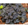 Dąbrówka 'Black Scallop' | Ajuga reptans