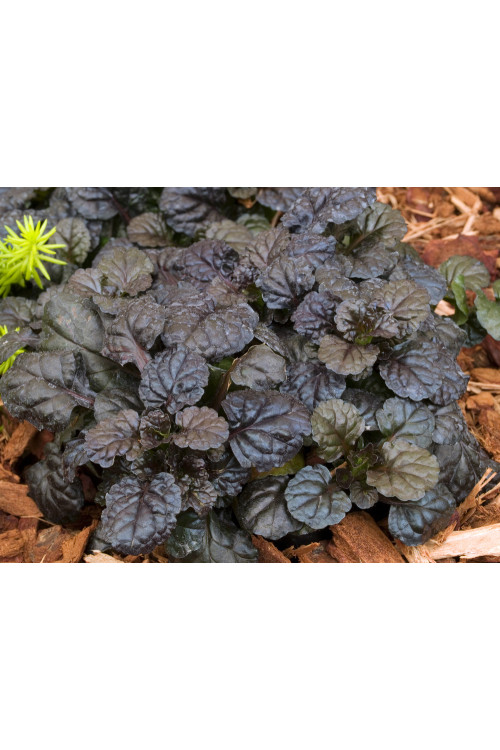 Dąbrówka 'Black Scallop' | Ajuga reptans