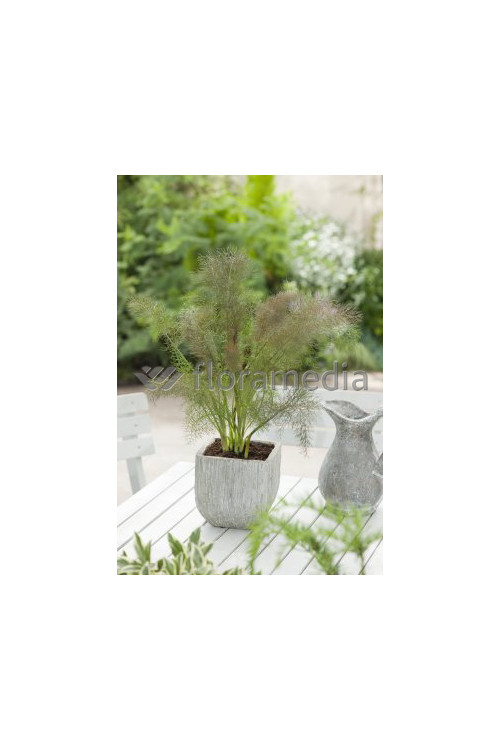 Fenkuł | Foeniculum vulgare