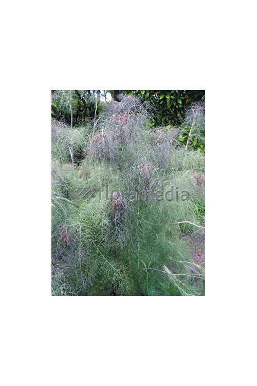 Fenkuł | Foeniculum vulgare